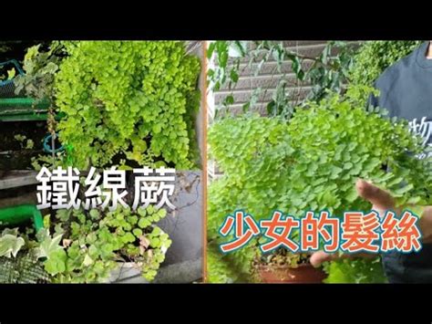 鐵線蕨 風水|【鐵線蕨風水】解密鐵線蕨風水：禁忌、作用與五行秘密